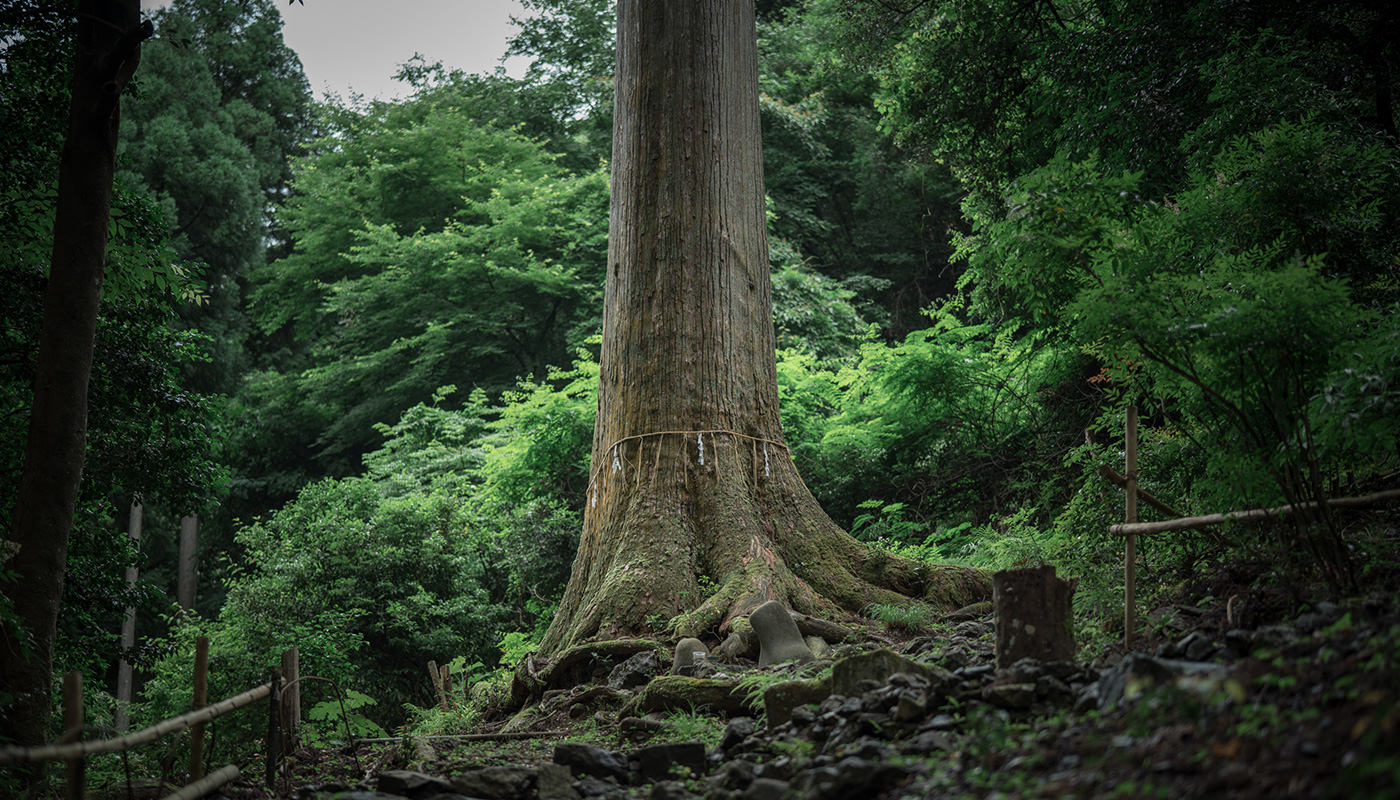 中川八幡宮の白杉母樹